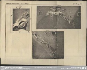 Taf. 4. Fig. 19-21