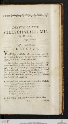 Dritte Classe: Vielschalige Muscheln