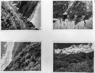 Anden : Vier Abbildungen mit Berglandschaften und Andenvegetation