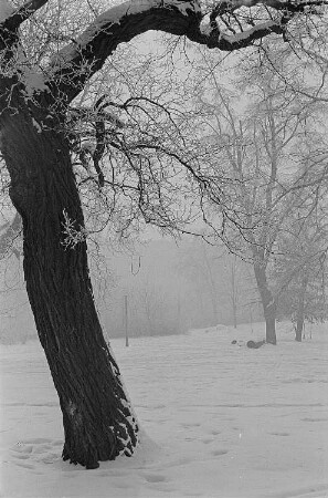 Verschneiter Park