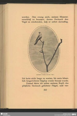 Kuckuck, Cuculus canorus, Linn.