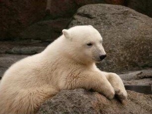 Berliner Zoo, der kleine Eisbär Knut, 22. Juni 2007