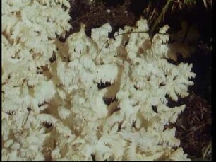 Propagation of Spores in Basidiomycetes