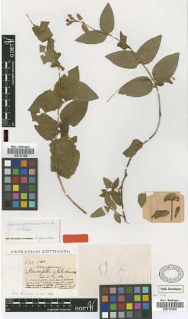 Salmea glaberrima Wright ex Griseb. [lectotype]