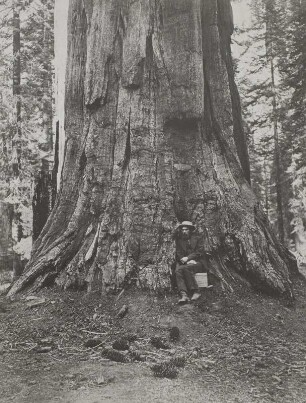 Sequoya (Wellingtonia) gigantea: Baumstamm, Kalifornia, Yosemite-Tal