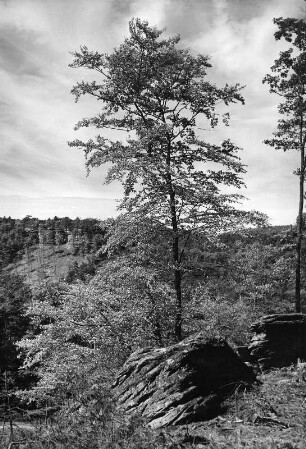 Landschaftsausschnitt im Pfälzer Wald