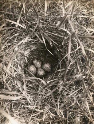 Haubenlerche (Galerida cristata). Nest und Gelege