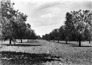 Allee : Olivenbäume auf der Versuchsstation Sidi Mesri.