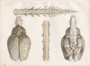 Zerebrales-spinales Nervensystem beim Pferd