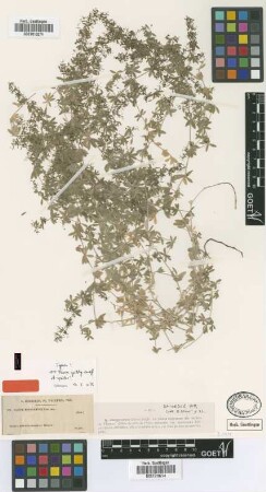 Galium bourgaeanum Coss. ex Batt. [type]