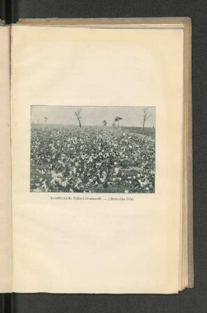 Amerikanische Upland-Baumwolle - pflückreifes Feld.