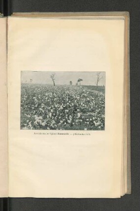 Amerikanische Upland-Baumwolle - pflückreifes Feld.