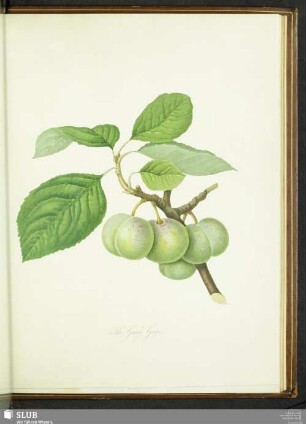 The Green Gage
