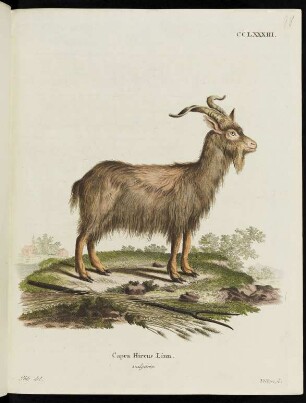 CCLXXXIII. Capra Hircus Linn. vulgaris.