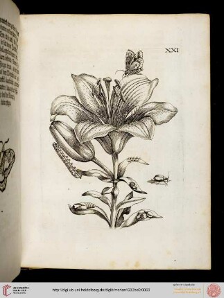 Tafeln und Text 21-30