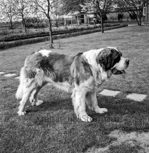 Bernhardinerzucht Heldt: Siegerhund "Astor vom Heldenhof" auf Rasen: hinten Garten: hinten Mitte Zwinger