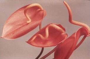 Blüten einer Flamingoblume