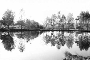 Schwenninger Moos (Neckarquelle) bei Schwenningen, spiegelende Baumgruppe