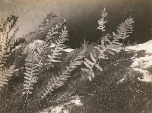Gewöhnlicher Tüpfelfarn (Engelsüß, Polypodium vulgare L.), entrollt im Mai
