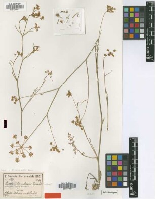 Peucedanum tomentellum Freyn & Sint. [syntype]