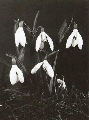 Kleine Schneeglöckchen (Galanthus nivalis), auch Gewöhnliches Schneeglöckchen. Blühende Staude