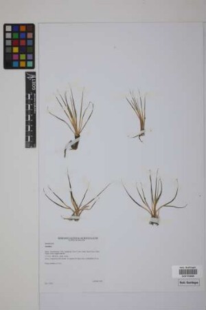 Isoetes