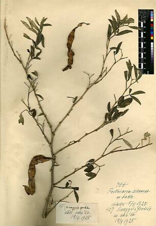 Leguminosae Anagyris foetida Linné, Carl von (1707 - 1778) [Wadi scha'eb (Trockental)]