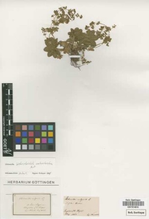Alchemilla vulgaris L.