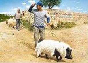 Das Schwein von Gaza (2012) - Trailer