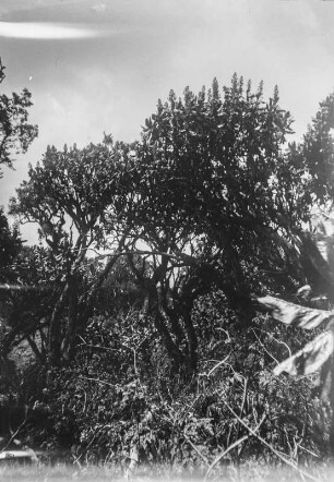 Vegetation der Virunga-Vulkane : Die Vegetationslandschaft im Gebiet der Virunga-Vulkane