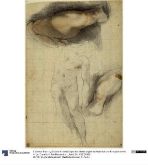 Studien für den Körper des Gekreuzigten im Gemälde der Kreuzabnahme in der Capella di San Bernardino im Dom von Perugia