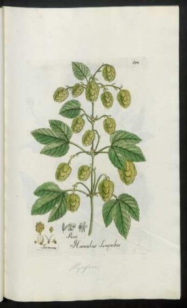 514. Humulus Lupulus