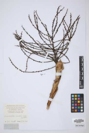 Chamaedorea scandens Liebm.