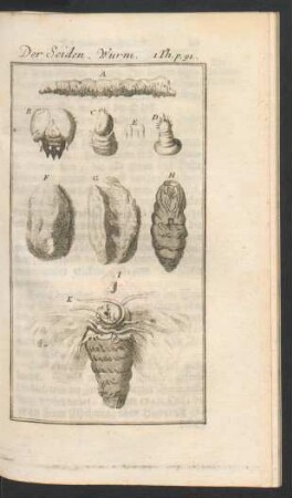 Tafel: Der Seiden-Wurm.