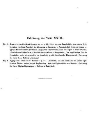 Erklärung der Taf. XXIII.