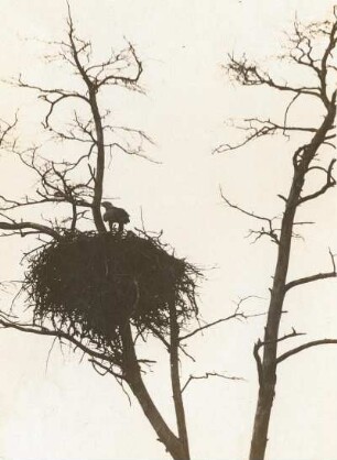 Seeadler (Haliaeetus albicilla L.), auf dem Horst nach dem Füttern