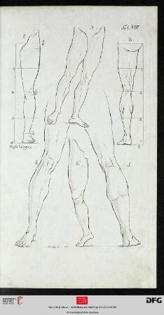 Taf. VIII Das Bein [(Proportionen; div. Ansichten)]