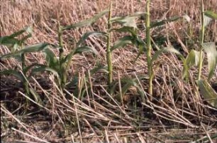 Fotografie: Säverfahren, Mais, Einzelkornsaat, Mulchsaat, Feldaufgang