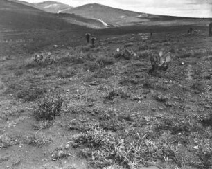 Die Vegetation auf dem Weg nach Mazapil. Im Hintergrund Hügel. : Auf dem Weg nach Mazapil