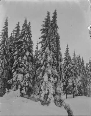 Verschneite Bäume : Mit Schnee und Raureif bedeckte Bäume bei Boží Dar