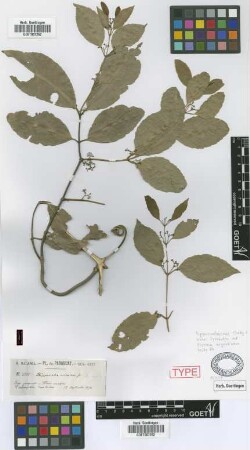 Hippocratea verrucosa Griseb., nom. illeg. [syntype]