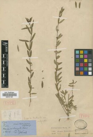 Lippia turbinata Griseb. var. integrifolia Griseb.[holotype]