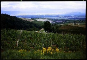 Vogtsburg: Fernblick vom Pass Vogtsburg zur Freiburger Bucht