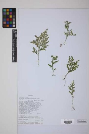 Selaginella novae-hollandiae (Sw.) Spring