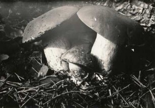 Pilze. Marone (Boletus badius)