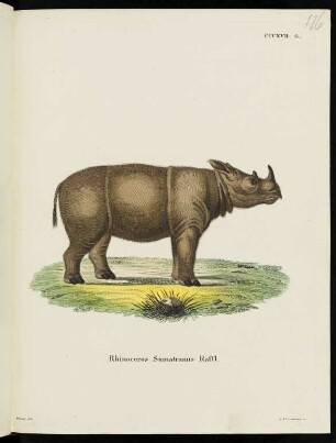 CCCXVII. G. Rhinoceros Sumatranus Raffl.