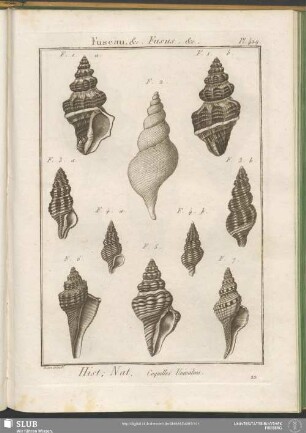 Pl. 429. Fuseau, &c. Fusus. &c.