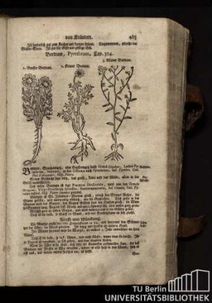 Cap. 314. Bertram, Pyrethrum.