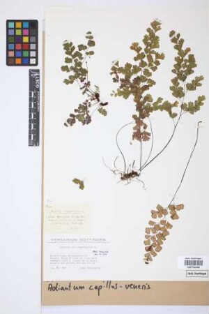 Adiantum capillus-veneris