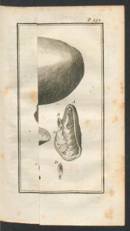 Tafel: La Moule et la Pinne Marine.